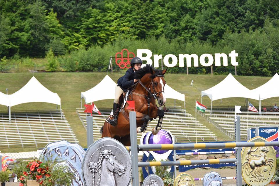 Showjumpers For Sale Ireland